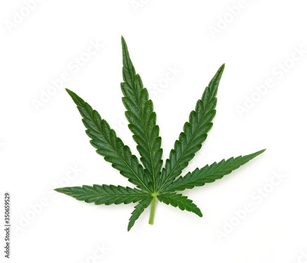 Obraz Single marijuana leaf - 03