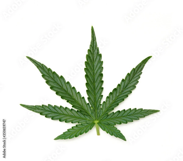 Obraz Single marijuana leaf - 01