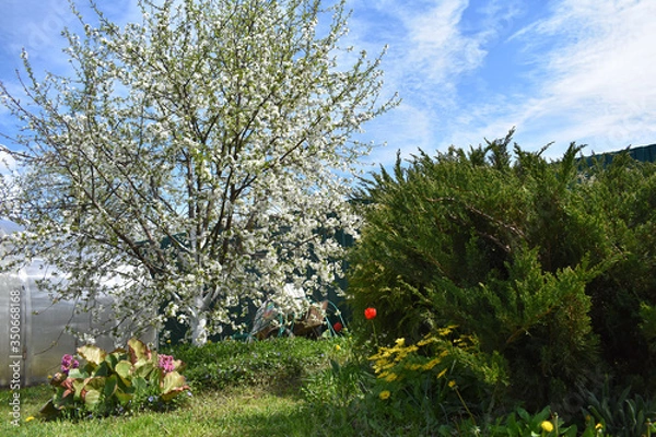 Obraz Blossoming garden