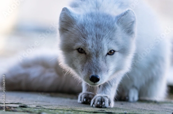 Obraz White arctic fox in the Russian settlement Pyramiden on Spitsbergen. White hunter.