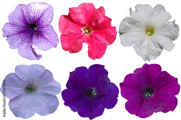 Fototapeta Multicolored petunia flowers on a transparent background 