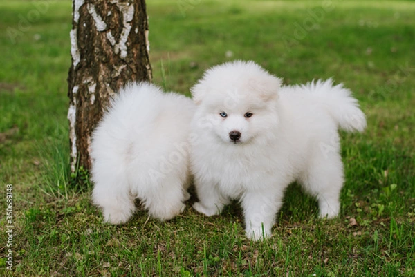 Fototapeta White little puppies playing on green grass during walking in the park. Adorable cute Pomsky Puppy dog , a husky mixed with a pomeranian spitz