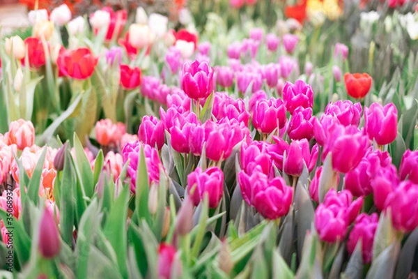 Fototapeta Group of colorful tulip. Pink flower tulip lit by sunlight. Soft selective focus