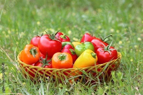 Obraz Panier de légumes