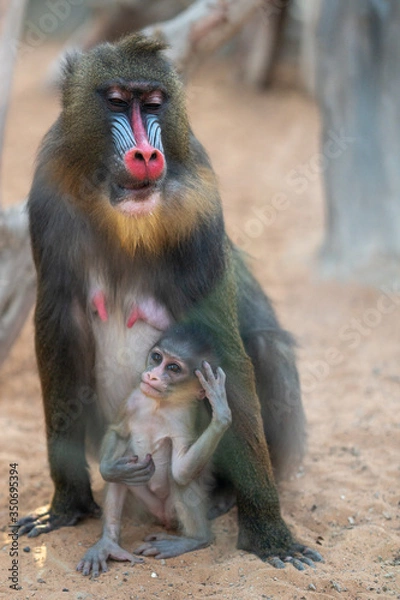 Obraz Mandrill sphinx primate 1