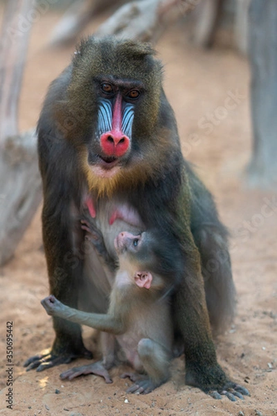 Obraz Mandrill sphinx primate 3