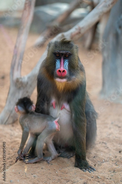 Obraz Mandrill sphinx primate 4
