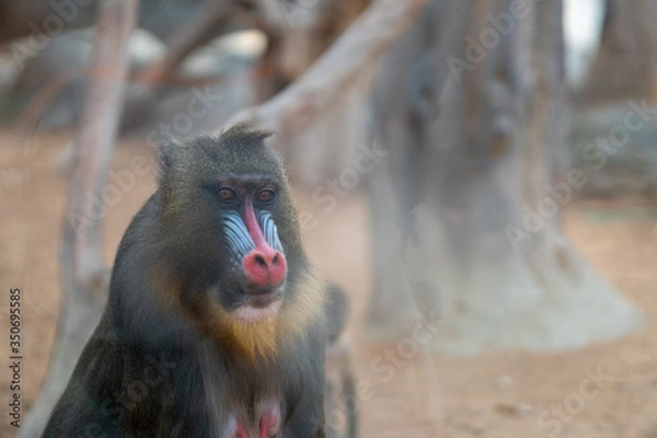 Obraz Mandrill sphinx primate 9