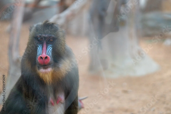 Obraz Mandrill sphinx primate 10