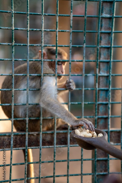 Obraz Monkey eating 