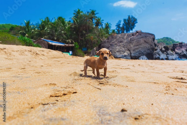 Fototapeta a small lonely puppy on the beach