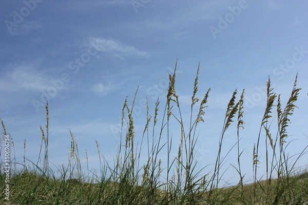 Obraz ビーチグラス