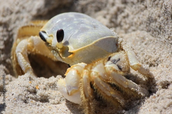 Obraz しろいカニ