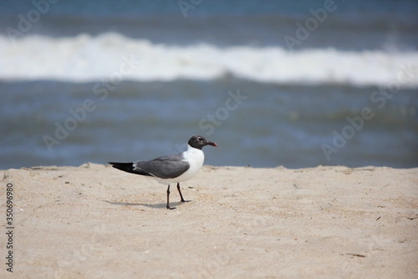 Obraz 砂浜にたたずむカモメ