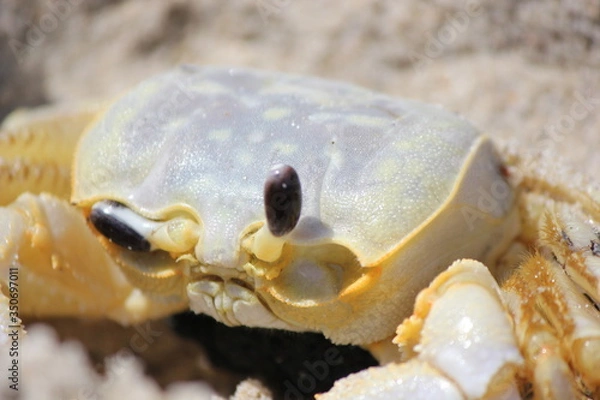 Obraz What are you looking at?