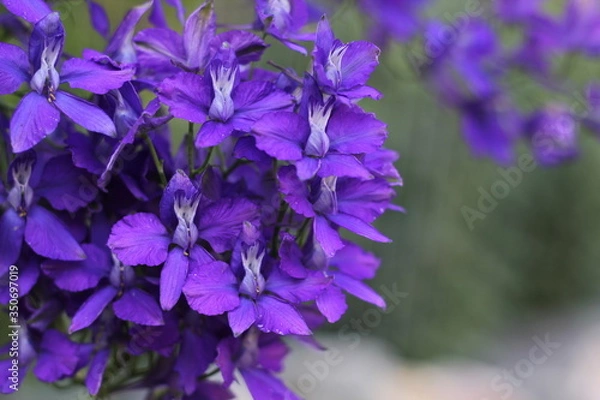 Obraz むらさきのはな