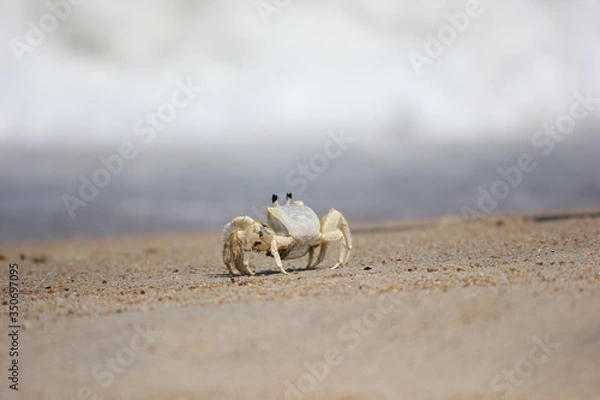 Obraz 海を眺めるカニ