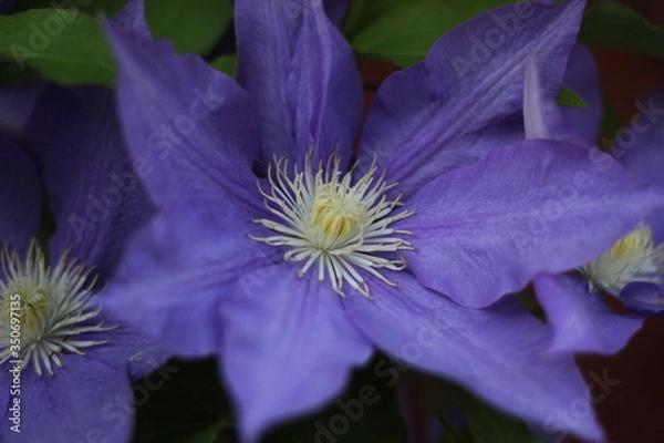 Obraz クレマチス２