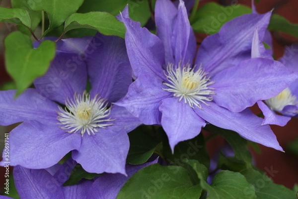 Obraz クレマチス３