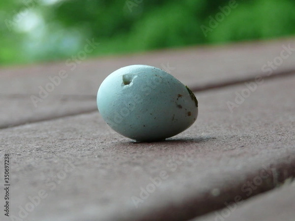 Obraz コマドリのたまご