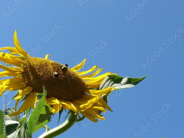 Obraz ハチとひまわり