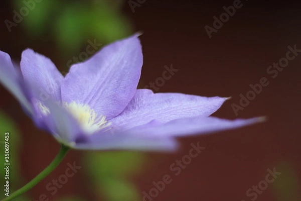 Obraz クレマチス