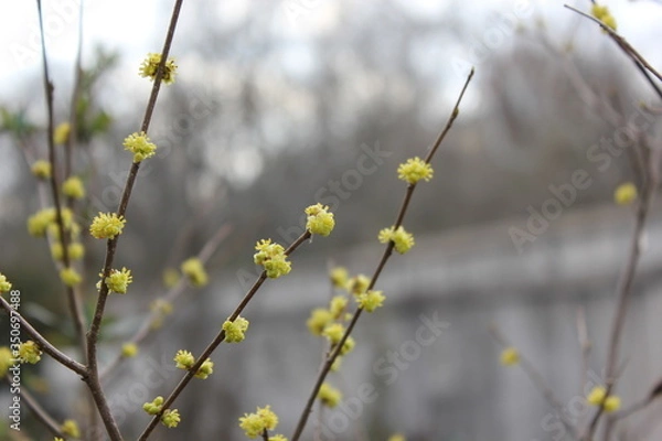 Obraz 水玉模様の木