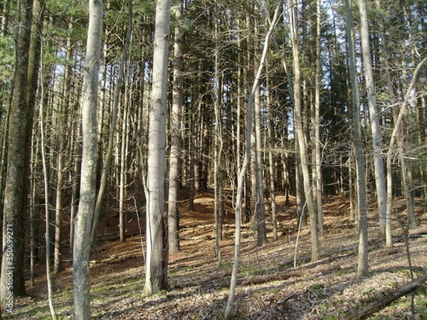 Obraz Trees in the Forest