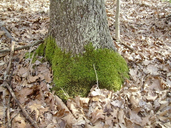 Obraz Moss on a Tree