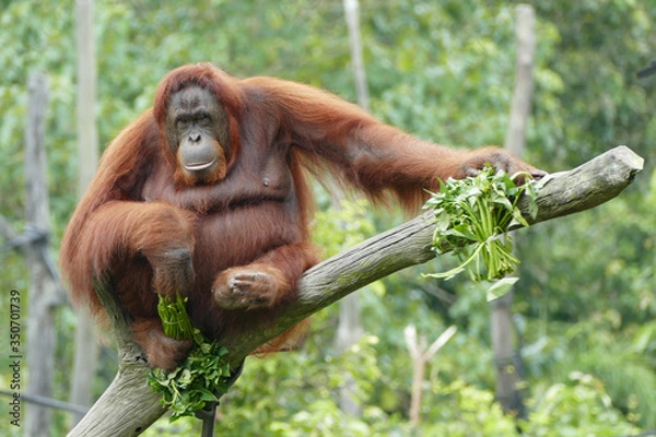 Fototapeta  Female orangutan sitting on a tree, looking into the camera with food in hand, capturing a natural moment of wildlife in its tropical rainforest habitat.