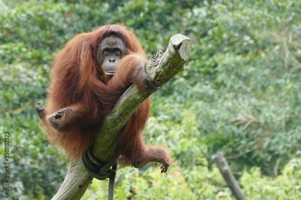 Fototapeta Orang utan female sit on a tree and look in the camera