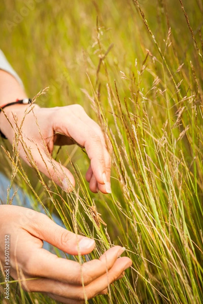 Fototapeta wheat in hand