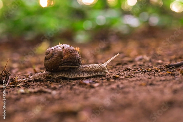 Fototapeta Snail on the forest