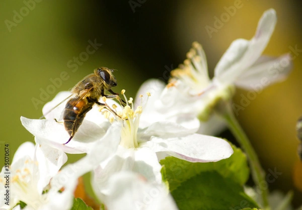Obraz Bee working on the flower