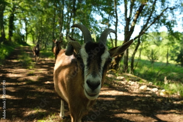 Fototapeta chevre