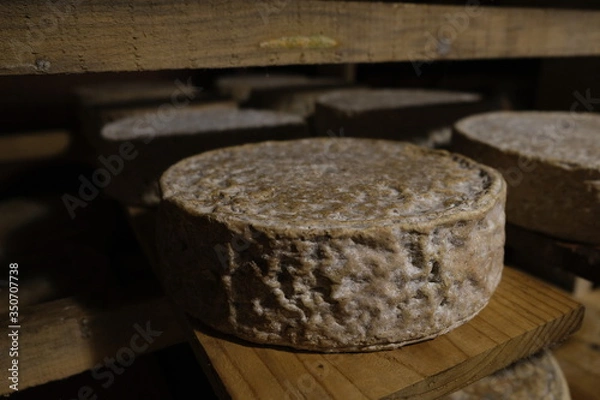 Obraz Tome de chèvre
