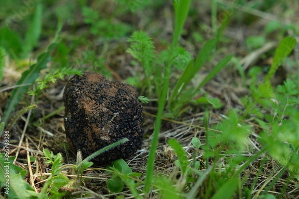 Fototapeta Truffe