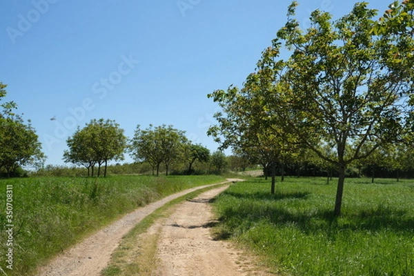 Fototapeta Chemin de campagne