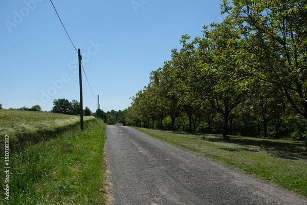 Obraz Route et noier