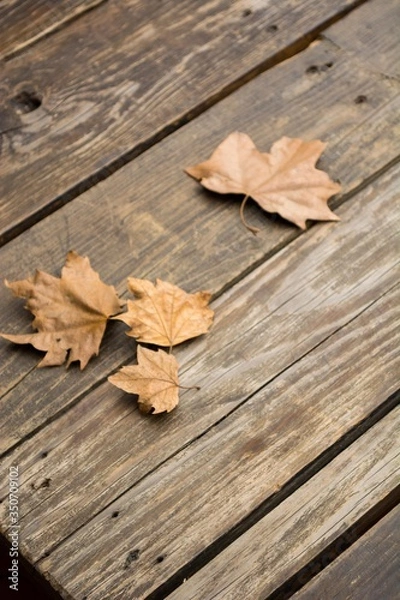Fototapeta Dry leaves
