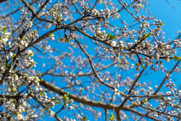 Fototapeta Blooming and blossoming apple or plum tree branches with white flowers on a sunny spring day with blue sky like blooming almond trees Van Gogh style many small branches