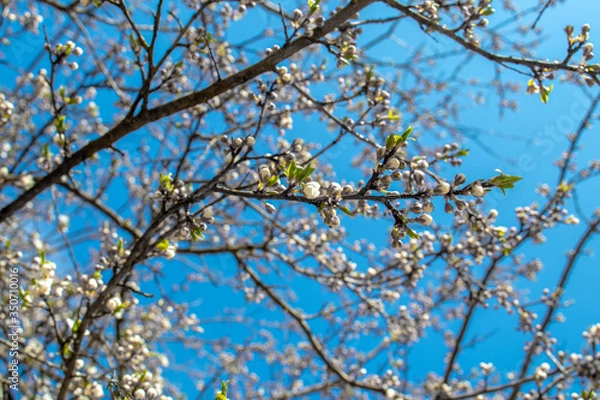 Fototapeta Blooming and blossoming apple or plum tree branches with white flowers on a sunny spring day with blue sky like blooming almond trees Van Gogh style thin branch
