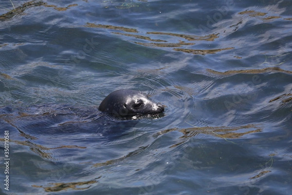 Fototapeta escondiendome