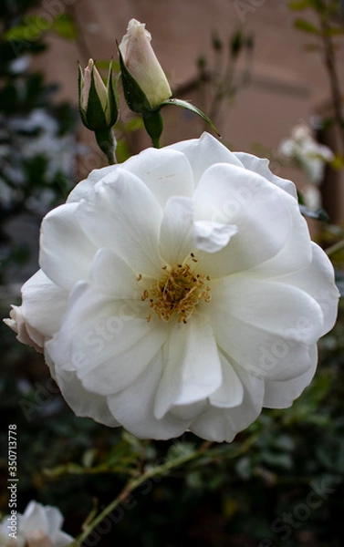 Obraz white flower