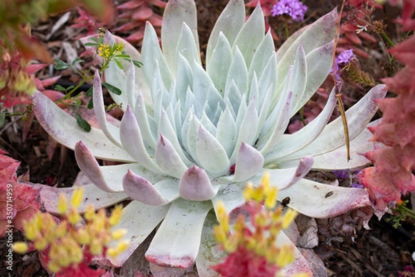 Obraz garden flowers