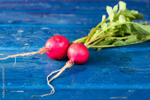 Fototapeta Two red radishs on a blue table
