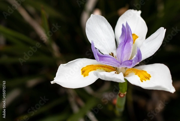 Obraz flower in macro