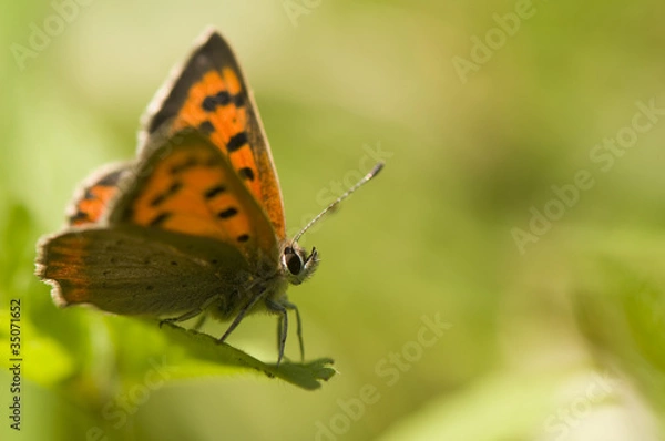 Obraz Lycaena phlaeas