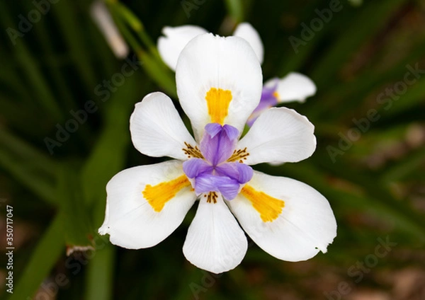 Obraz white  flower