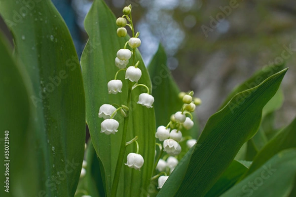 Fototapeta Spring background with beautiful flowering lilies of the valley.